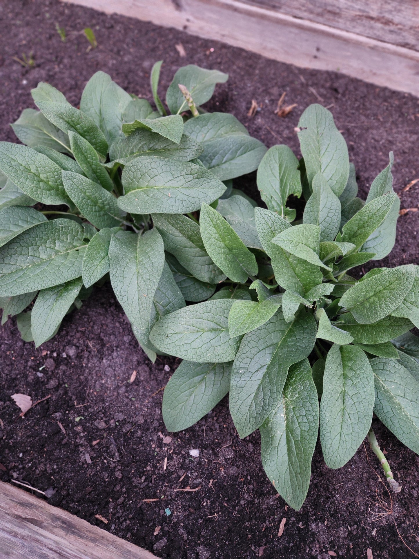 comfrey root cuttings - bocking 14 variety