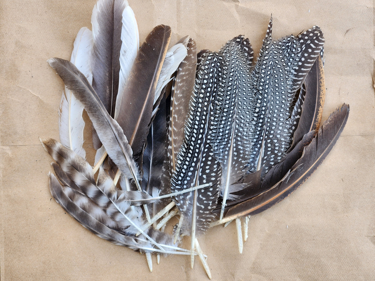 two assorted feathers